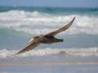 Southern giant petrel in flight over coastline of Saunders Island. South America, Falkland Islands. Art Print